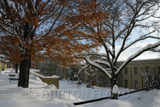 BRF_7130.JPG